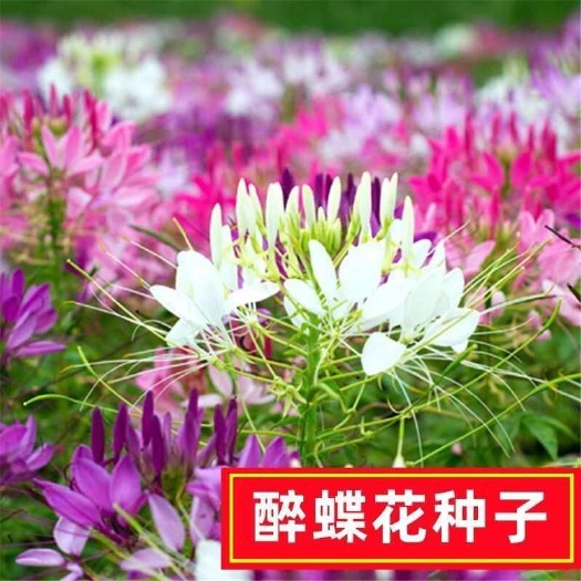 醉蝶花种籽开花易活凤碟草室外庭院绿化种植家庭园艺四季醉蝴蝶花