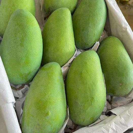 昆明越芒/大青芒支持一件代发