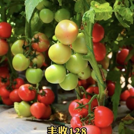 西吉县丰收128硬粉番茄  果实高圆形，单果重，200–250g