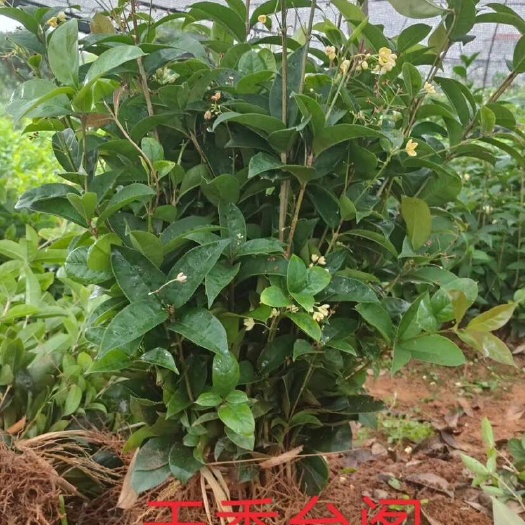 天香台阁四季桂花一年苗