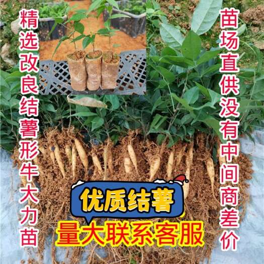 郁南县小叶牛大力苗优质改良，当年种植当年结薯