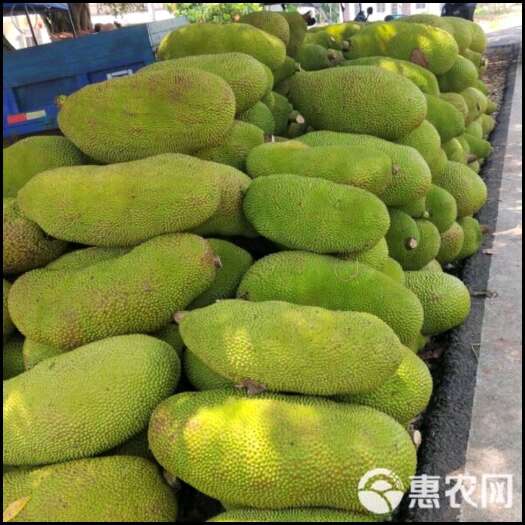 乐东县海南菠萝蜜
