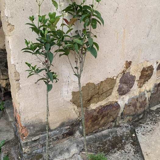 荔浦市天香台阁四季桂花四季开花花期长花型硕大花香浓郁