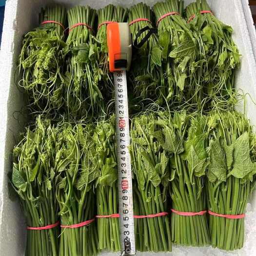 新鲜龙须菜，佛手瓜嫩尖