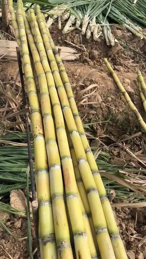 广东黄皮甘蔗，非常甜，水份充足！