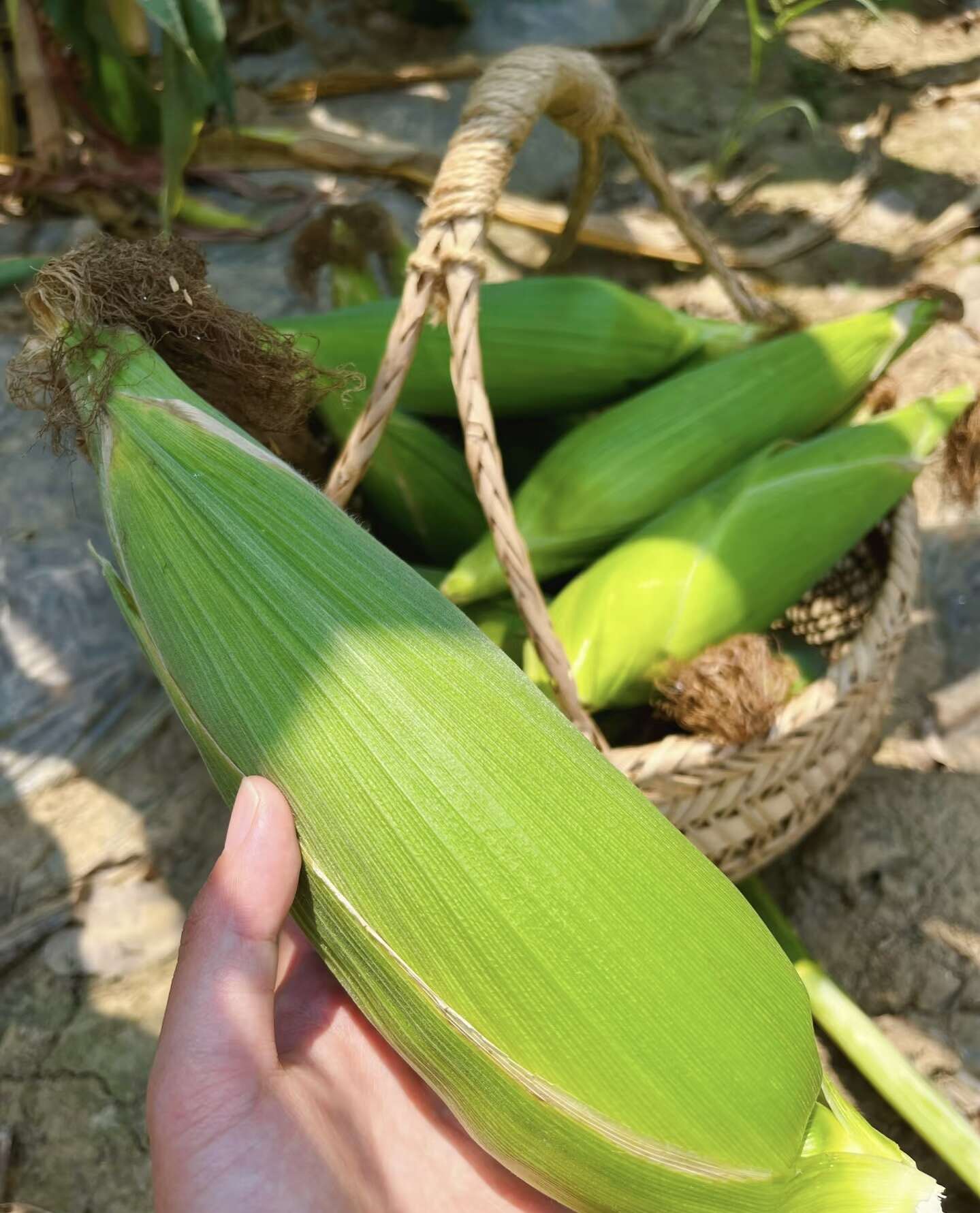 廣西新鮮花甜糯玉米應(yīng)季粘糯玉米棒苞谷當(dāng)季生蔬菜包郵
