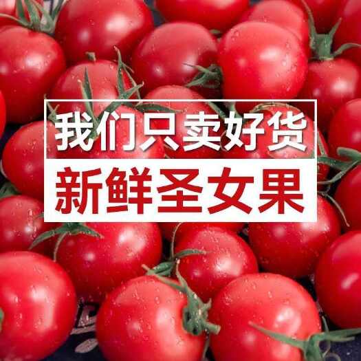 莘县【产地直销】千禧圣女果贝贝釜山88柠檬蜜青甜2号小番茄小柿子