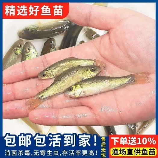 眉山丁桂鱼苗