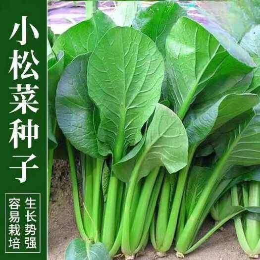 河间市美味小松菜种子四季耐热速生青梗菜小菘菜甜脆青松菜蔬菜种籽