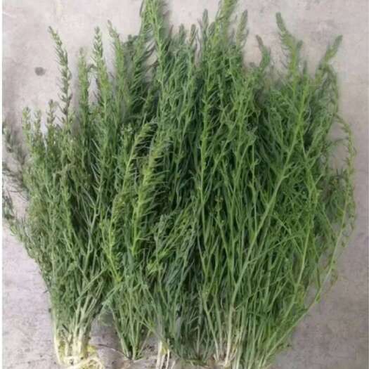 固始县大量供应麦黄草