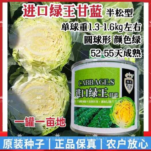 沭阳县绿王甘蓝种子基地优选半松型甘蓝早熟圆球形包心菜种子颜色绿