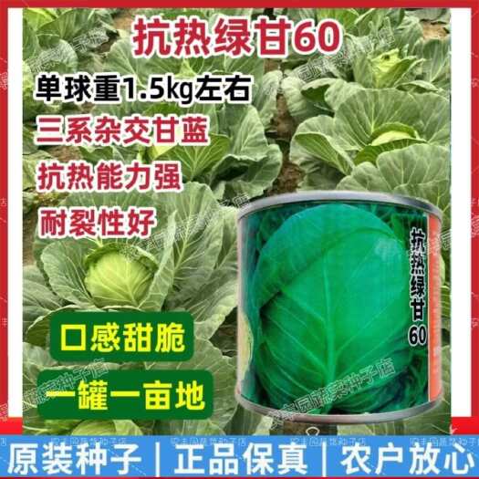 沭阳县抗热绿甘60甘蓝种子抗病耐裂结球高产包菜种子甜脆甘蓝种蔬菜种