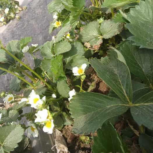 行唐县蜜宝草莓，达赛草莓接受预订五月份下果，香甜可口欢迎来询问采购