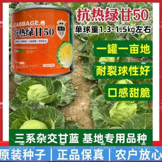 沭阳县抗热绿甘50甘蓝种子耐裂球口感甜脆结球甘蓝包心菜种子春夏秋耐