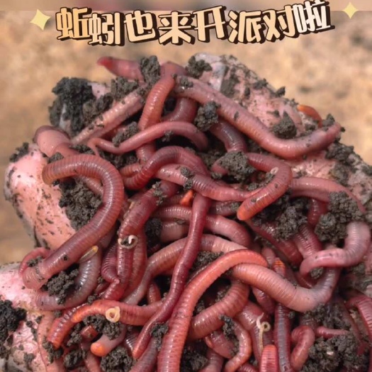 宿迁钓鱼特大号活饵鲫鱼蚯蚓大号盒装饵料红虫野钓散装鱼饵鲜活批发