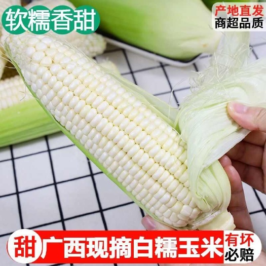上林县广西新鲜花甜糯玉米应季粘糯玉米棒苞谷当季生蔬菜包邮