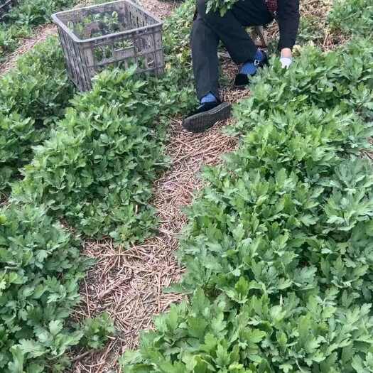 亳州金丝皇菊苗