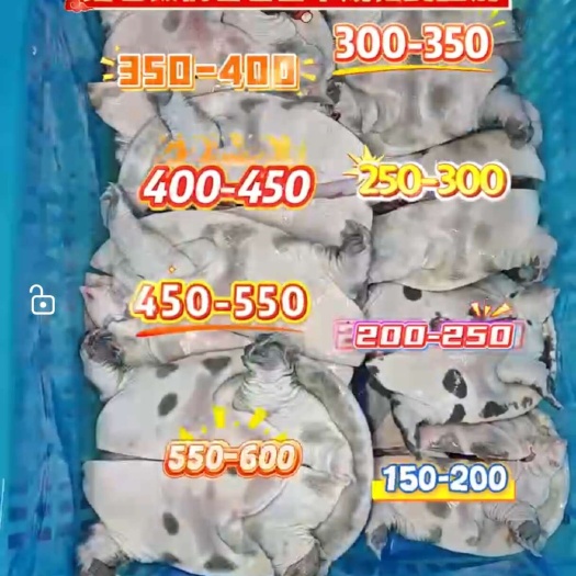 宰杀生鲜小甲鱼