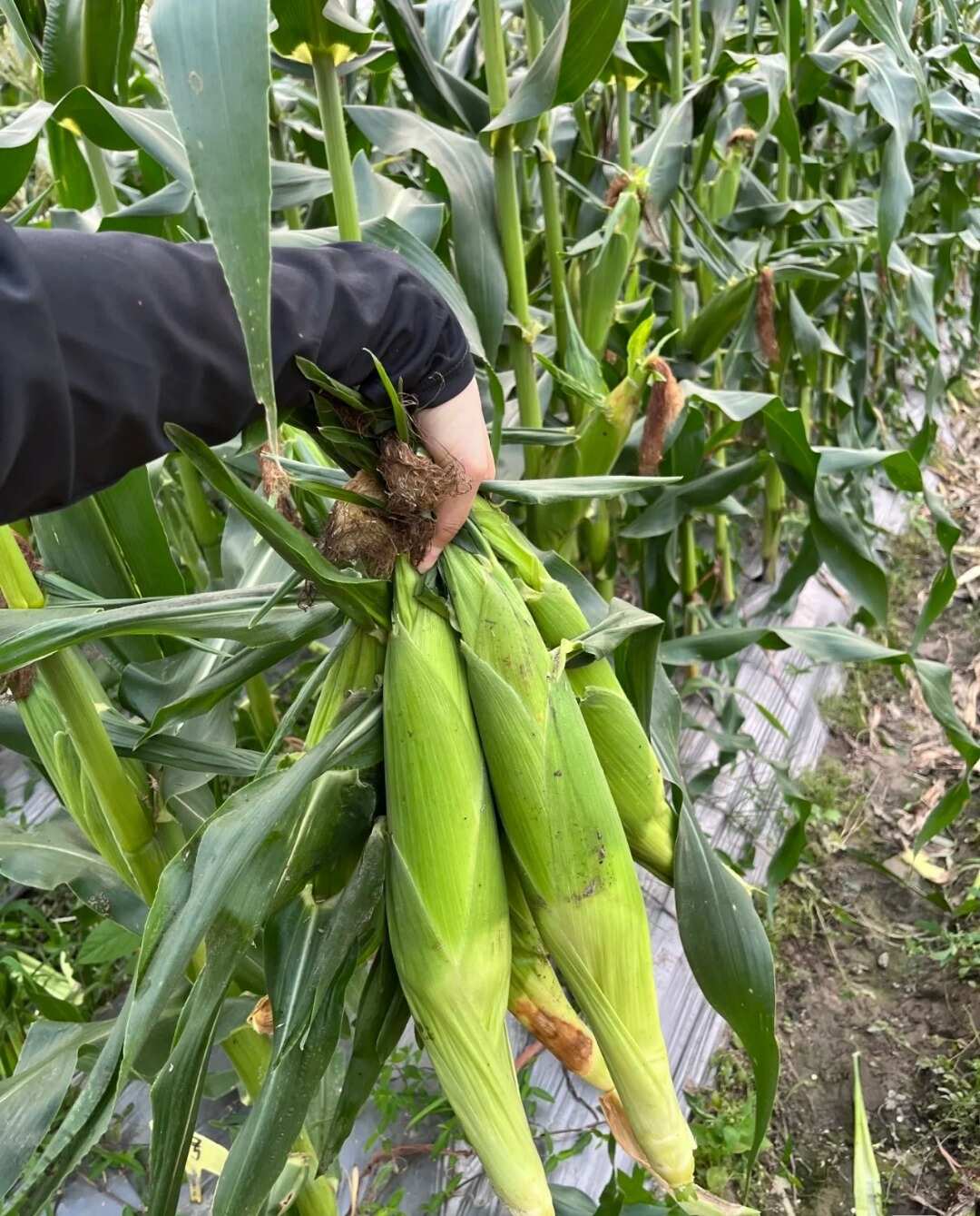 廣西新鮮花甜糯玉米應(yīng)季粘糯玉米棒苞谷當(dāng)季生蔬菜包郵