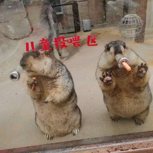 嘉祥县网红土拨鼠旱獭