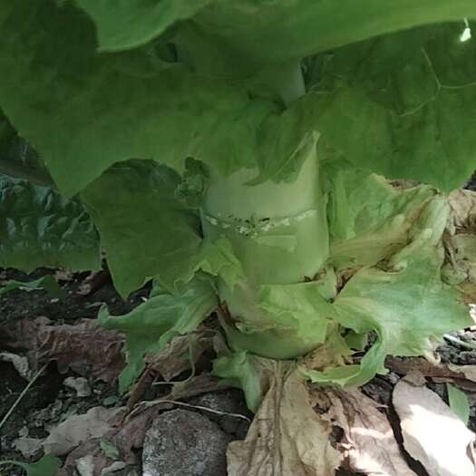 宝丰县河南平顶山新鲜红叶莴笋产地直发优质叶菜类蔬菜