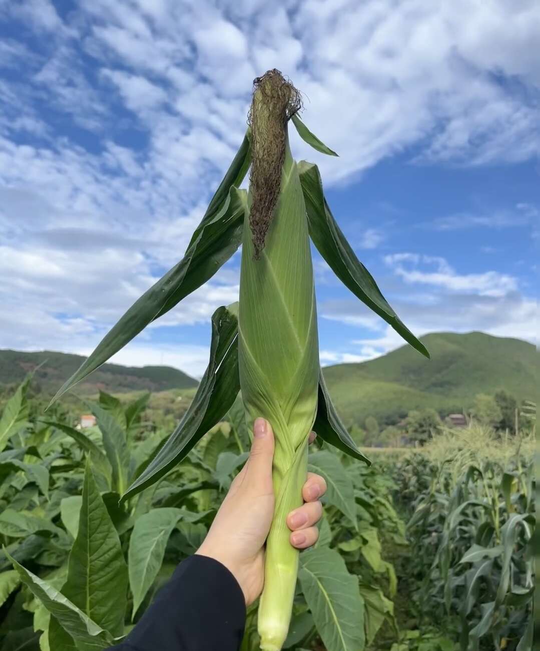 廣西新鮮花甜糯玉米應(yīng)季粘糯玉米棒苞谷當(dāng)季生蔬菜包郵