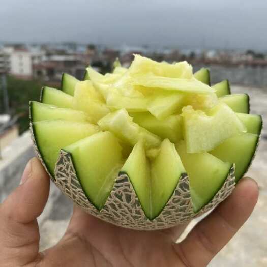 海南新鲜网纹哈密瓜 牛三，产地直发一条龙服务