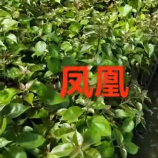 漳州100多个三角梅品种，自家基地直发
