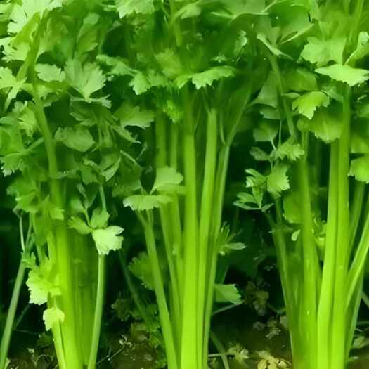 西吉县巴洽塔芹菜(茎杆粗直)纤维含量比普通芹菜低32％无渣口感