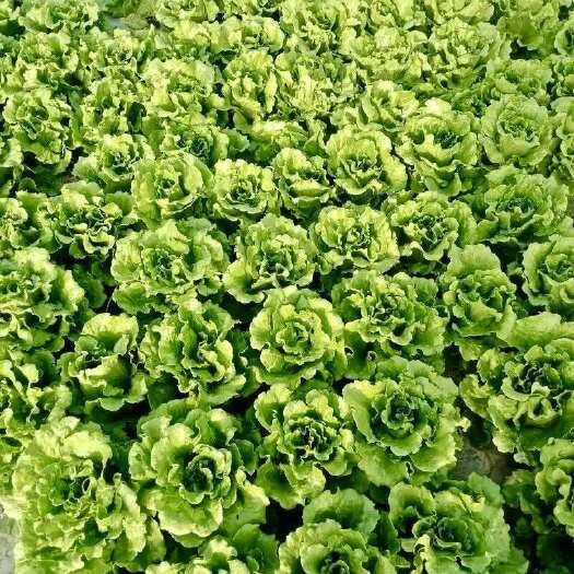 荥阳市意大利生菜
