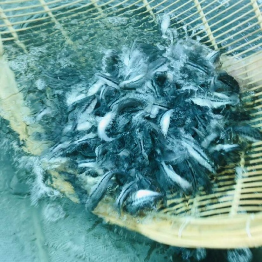 广汉市工厂化循环水优质鲈鱼苗种，多种规格在售中