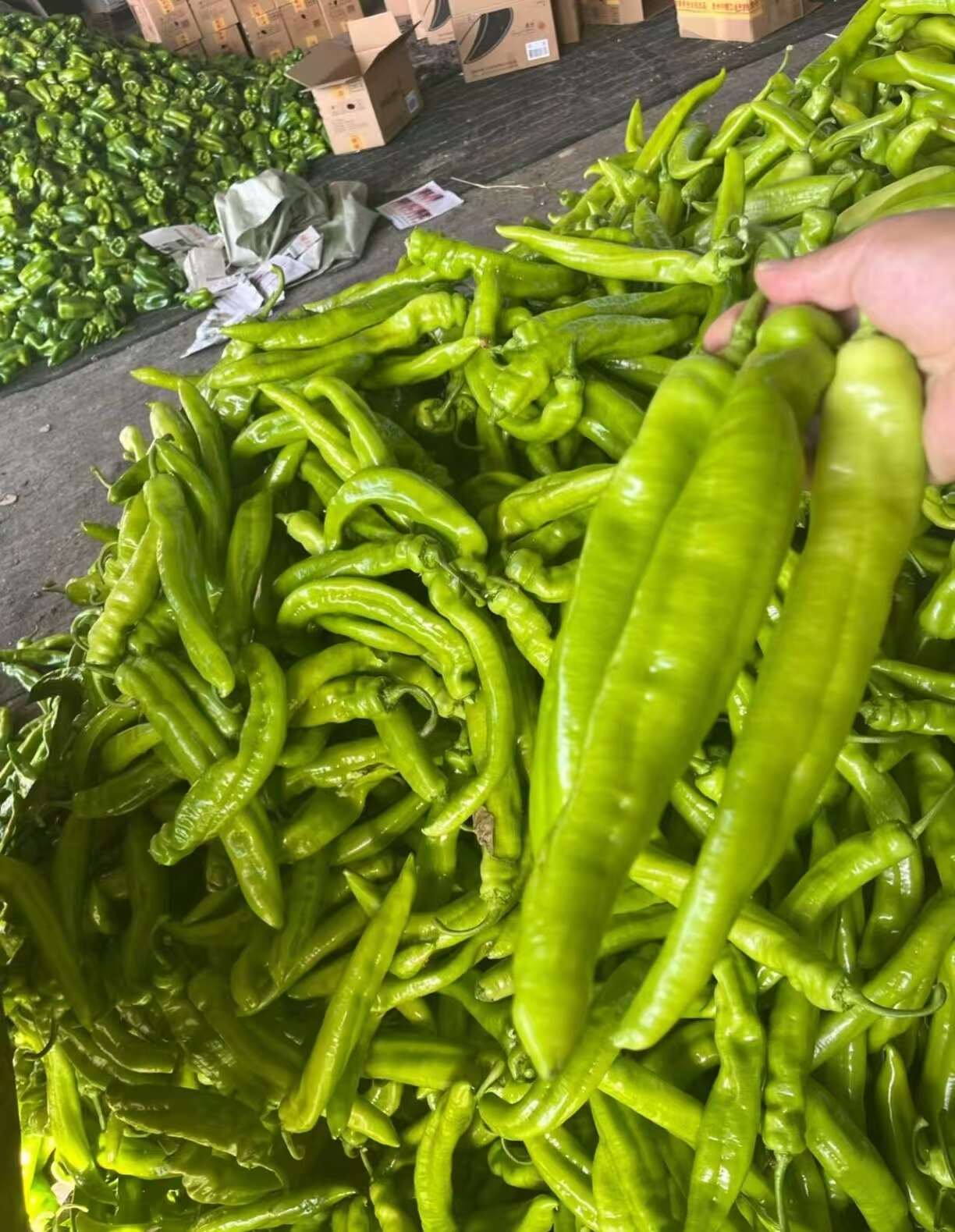 壽光新鮮上市全品類尖椒 螺絲椒 紅泡椒  量大貨優(yōu) 產(chǎn)地直發(fā)