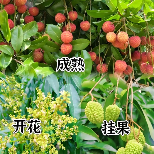 灵山县桂味荔枝苗 妃子笑荔枝苗 无核荔枝嫁接苗 仙进奉荔枝苗