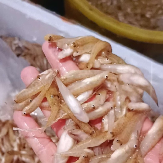 巴马县小黄鱼，产自世界长寿之乡巴马县赐福湖