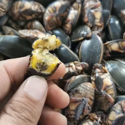 广州金边龙虱