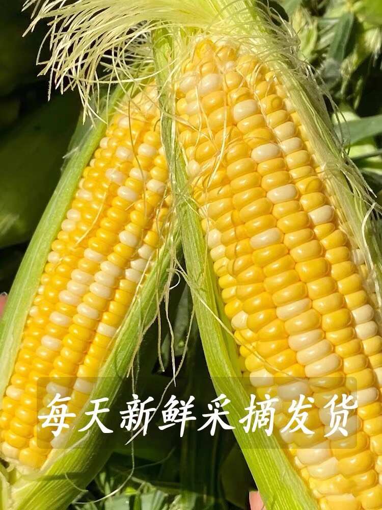 水果玉米鲜玉米甜脆玉米棒基地代办代发一件代发大量现货