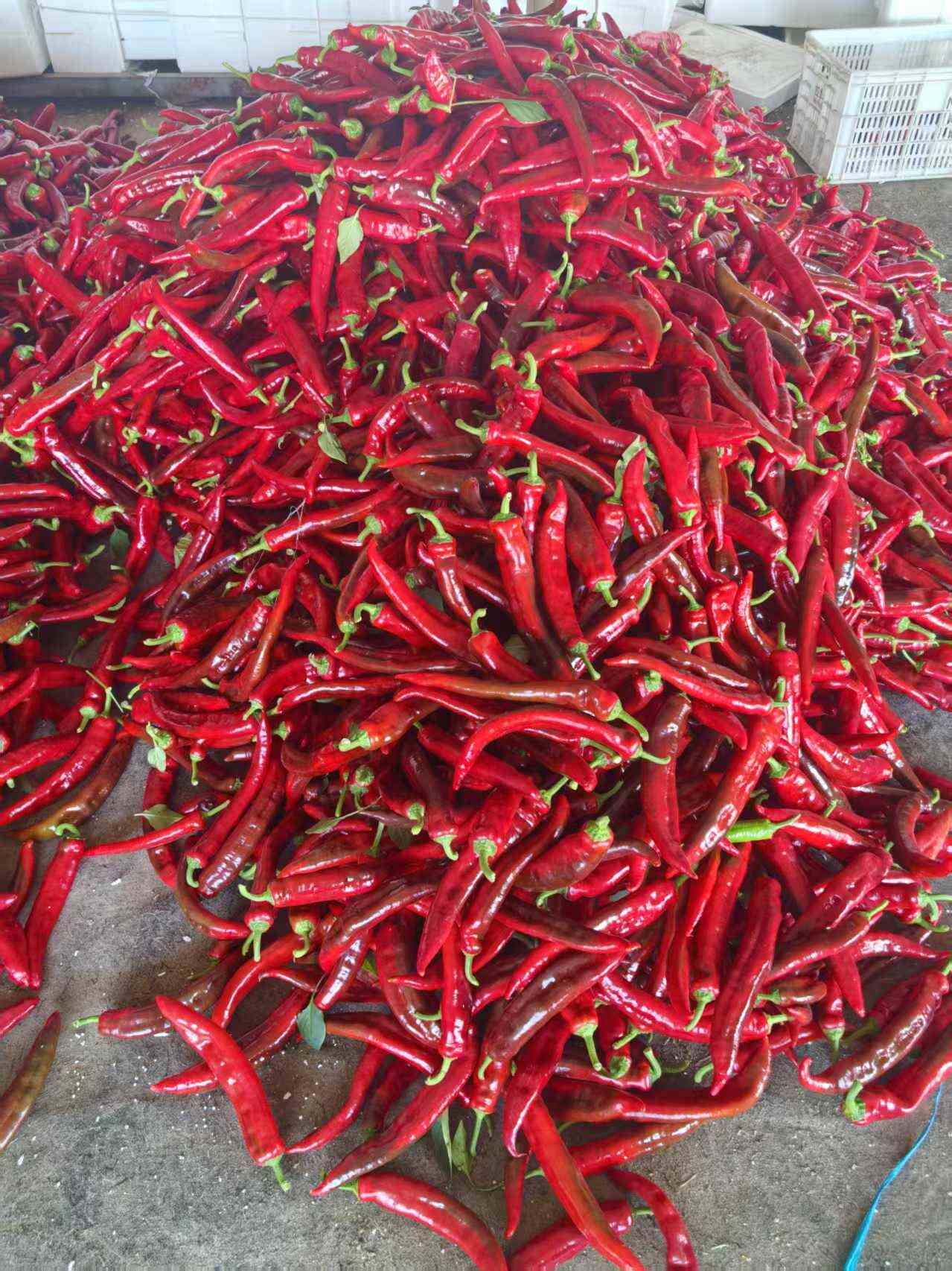 壽光新鮮上市全品類尖椒 螺絲椒 紅泡椒  量大貨優(yōu) 產(chǎn)地直發(fā)