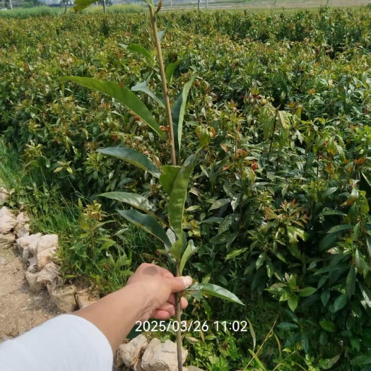 木荷杯苗，木荷小苗各种规格基地直销，量大优惠