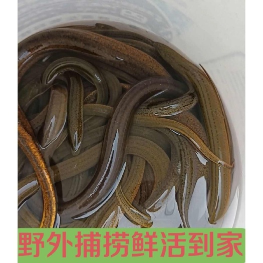 霍邱县(土黄鳝)天然黄鳝 土黄鳝长鱼黄鳝丝鲜活新鲜盘鳝