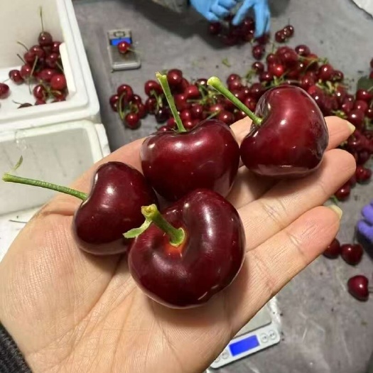 大连大连大樱桃