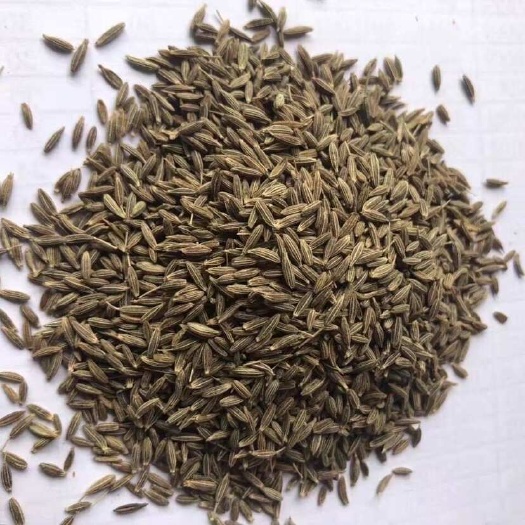 叶城县新疆孜然 好价格好货