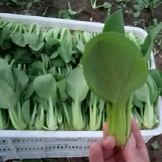 南通本合作社专业种植精品（油菜 小青菜  上海青）常年不断货