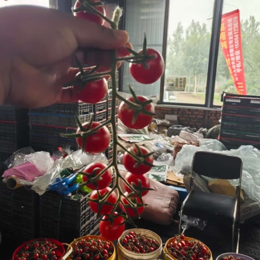 北票市小番茄，情人果