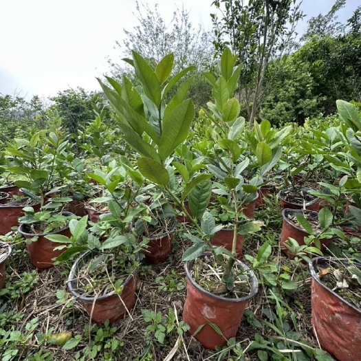 香水柠檬老树培育，新品种抗寒性强，气味清香浓郁