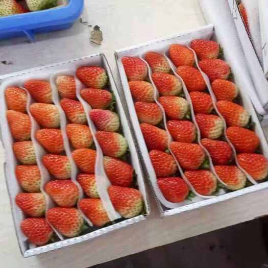 巧家县鲜甜多汁现摘草莓，新鲜直达田间味，健康美味不容错过！
