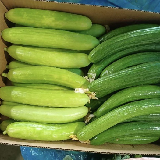 水果黄瓜，清香脆甜，一箱足5斤2种拼装