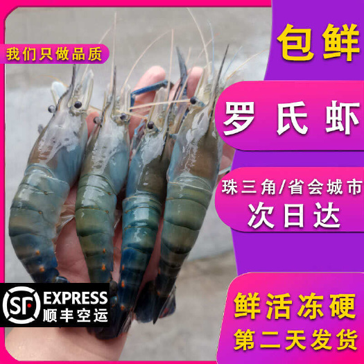 佛山鲜活冷冻罗氏虾 大头虾 淡水虾 河虾对虾沼虾15—22头/斤