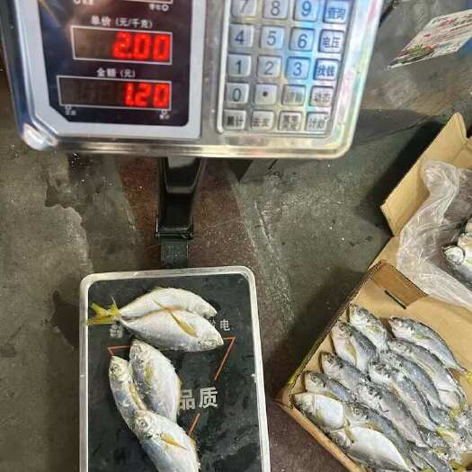 深圳树叶鱼