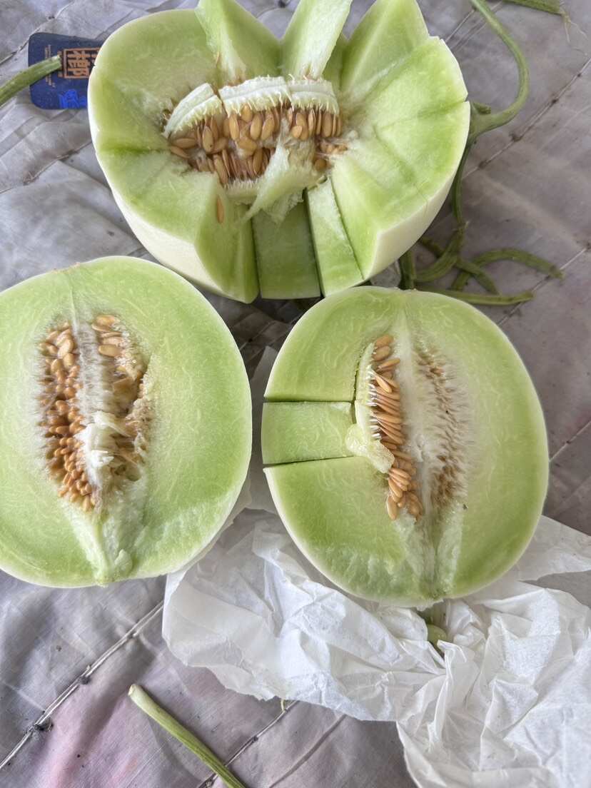 山东玉菇甜瓜，冰淇淋玉菇，软糯香甜，大量上市，对接电商团购