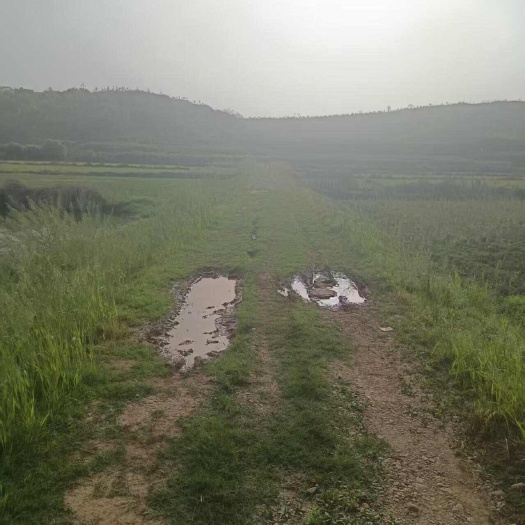 湖南衡阳地区  旱田 村集体资源出租
